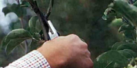 Kako formirati patuljasto stablo jabuke - kako rezati u jesen